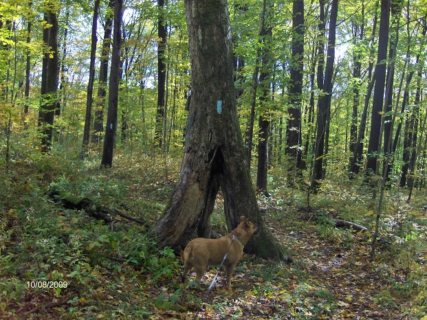 http://cnyhiking.com/10082009008.JPG