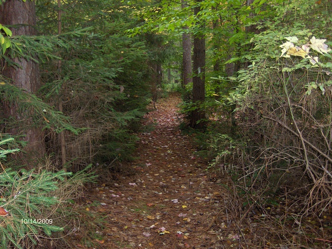 http://cnyhiking.com/WileyBrookeStateForest009.JPG